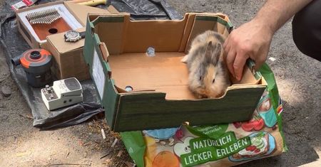 Pokazali zdjęcie z bazarku. "Nielegalna sprzedaż nadal kwitnie"