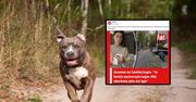 Groźny atak amstaffa na Saskiej Kępie. "Mój ukochany pies nie żyje"