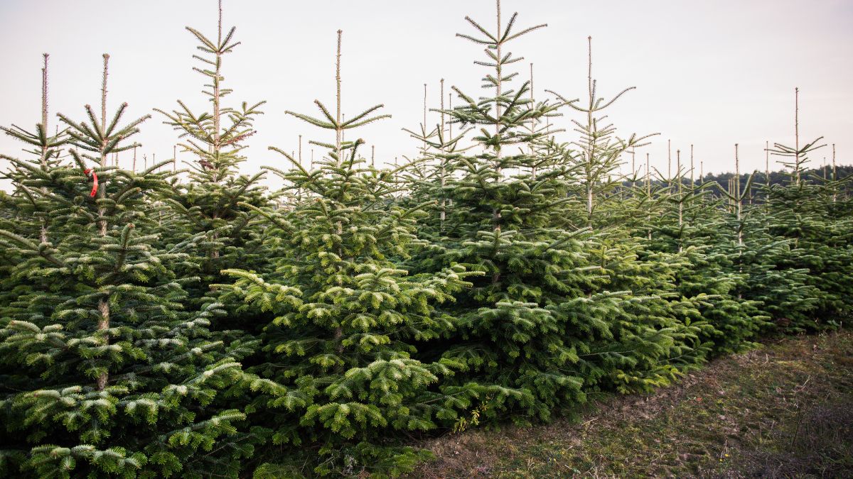 Ile zapłacimy za choinkę w 2023 roku?