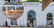 Rozgościła się i złożyła jaja. Zakaz zakłócania spokoju mewy na biennale w Wenecji