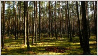 PO, PSL i SLD za projektem zmiany konstytucji dot. lasów