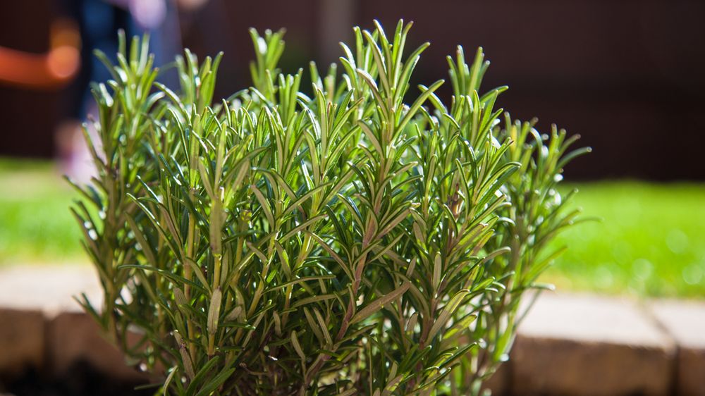 Rozmaryn - sekret długowieczności, lepsza pamięć i koncentracja, stres, wypadanie włosów, problemy żołądkowe