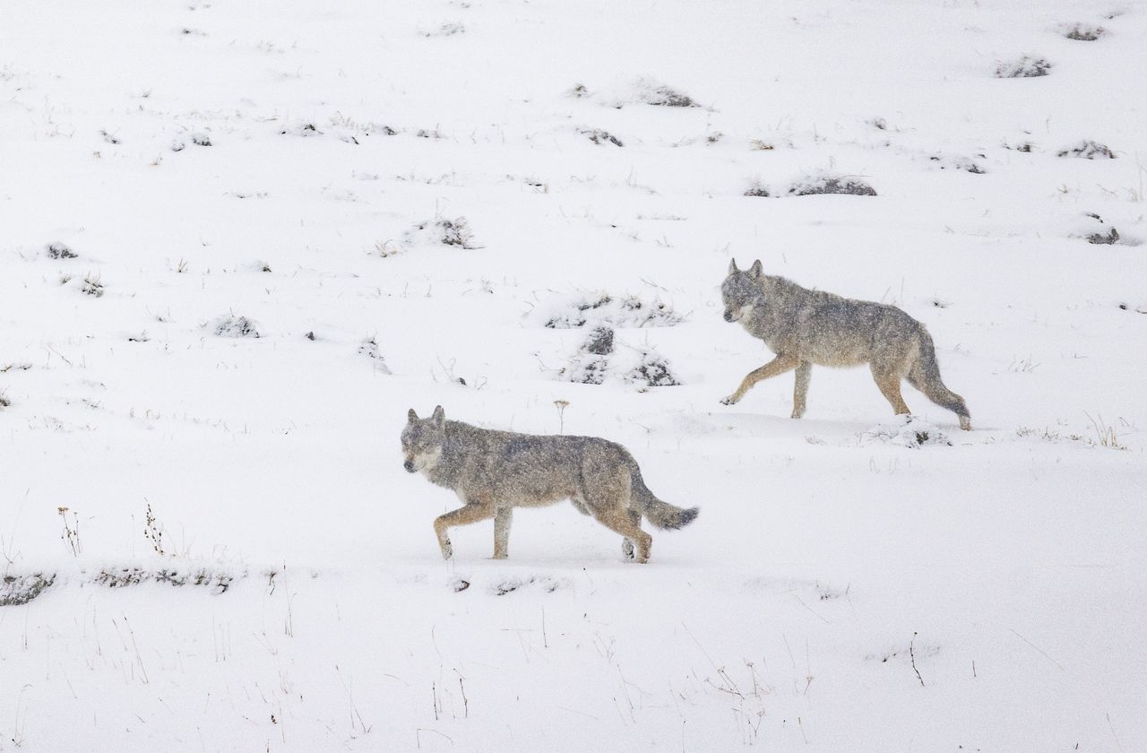 Russian village under siege. Wolf attack prompts shift to remote learning and increased surveillance