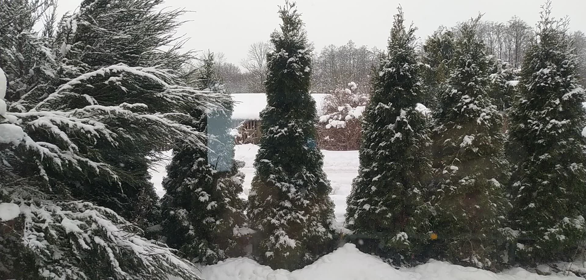 Opady śniegu na Podlasiu