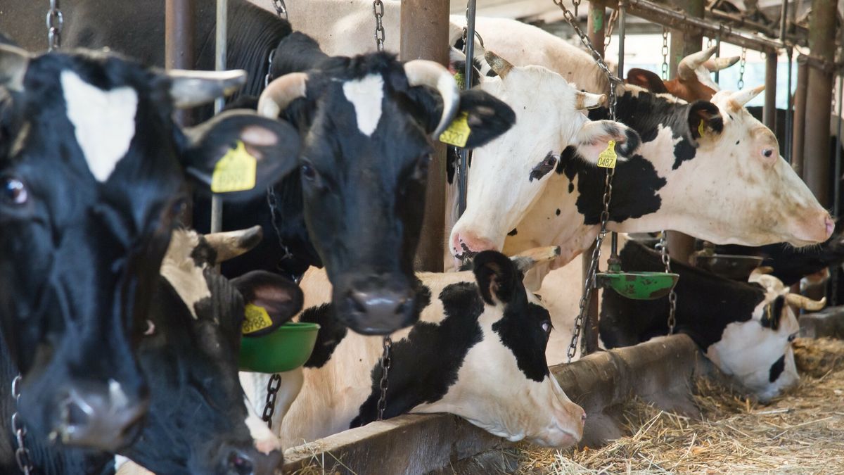 Reporter baza 2020-06-b
07.09.2018 Okole Gospodarstwo rolne Obora krowy Fot. Wojciech Strozyk/REPORTER
Wojciech Strozyk/REPORTER