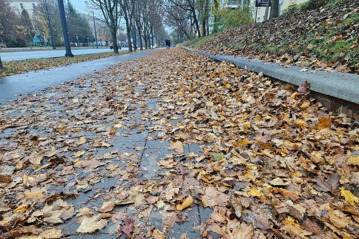 Mokre liście na chodniku wzdłuż Al. Racławickich