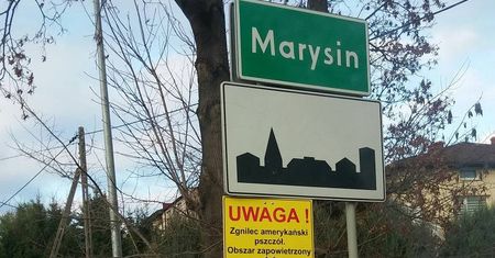 Zgnilec amerykański pszczół w Lublinie i regionie. Wiosną przeprowadzą perlustrację pasiek