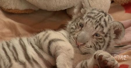 Biały tygrys bengalski. Wielka atrakcja w Peru