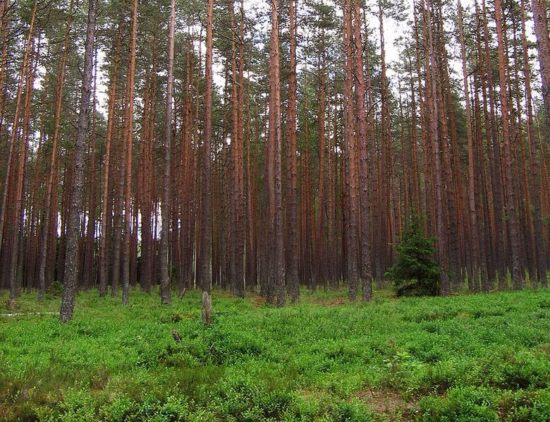 Święta Bożego Narodzenia za pasem. Nadleśnictwa sprzedają już choinki