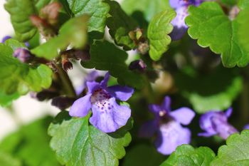 My wyrywamy jak chwast. Babcie dodawały do rosołu, bo podbijał smak lepiej niż lubczyk i wystarczyło mniej soli