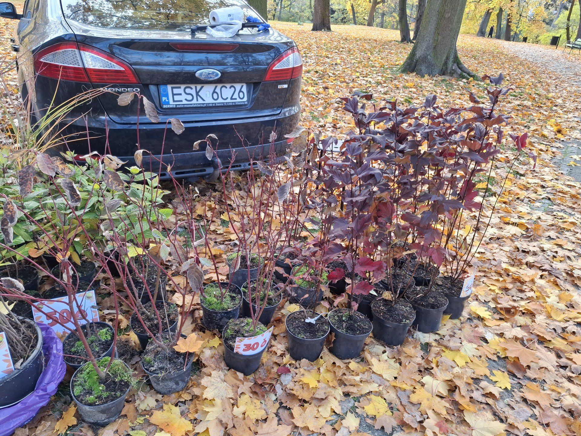 Trwa wielkie zbieranie kasztanów w parku miejskim. Zbierają mali i duzi