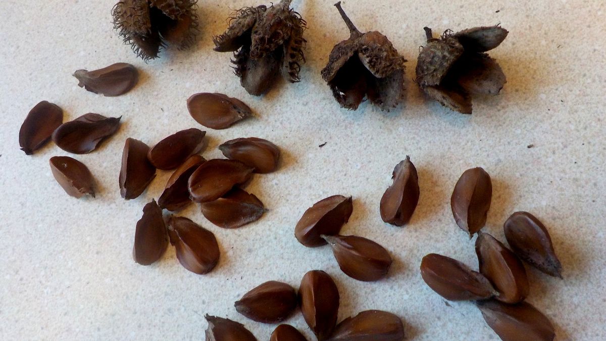 Suszone orzeszki bukowe