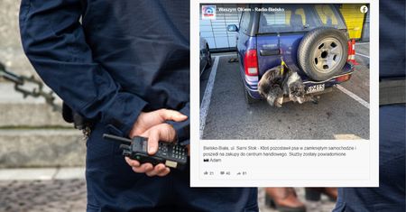 Zobaczyli go na parkingu supermarketu. Zdjęcie z Bielska-Białej