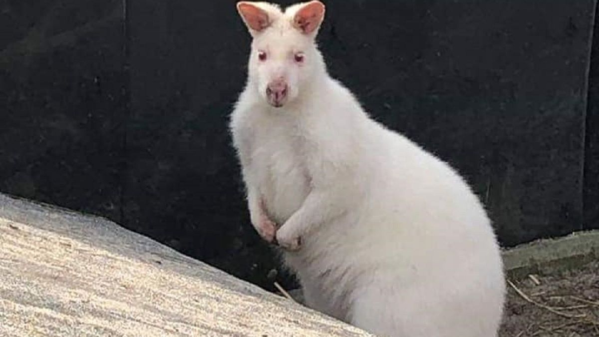 Bielsko-Biała. Ukradł dwa białe kangury