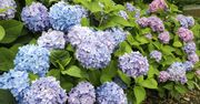 Kiedy sadzić i przycinać hortensje? Wpłynie to znacząco na ich kolor