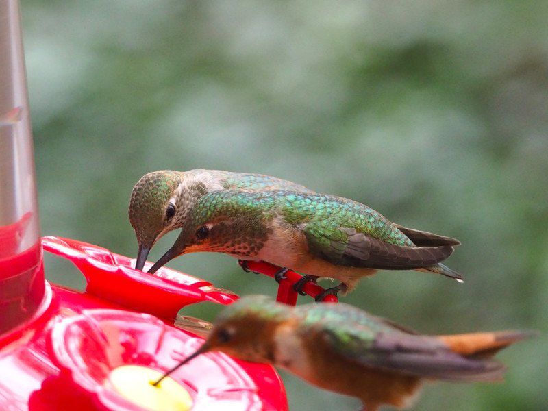 Melanie Barboni jest prawdziwą zaklinaczką kolibrów. Sfotografowała ich ponad 200! 5