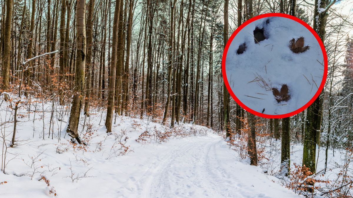 Pokazali zdjęcia, wykonane w polskim lesie 