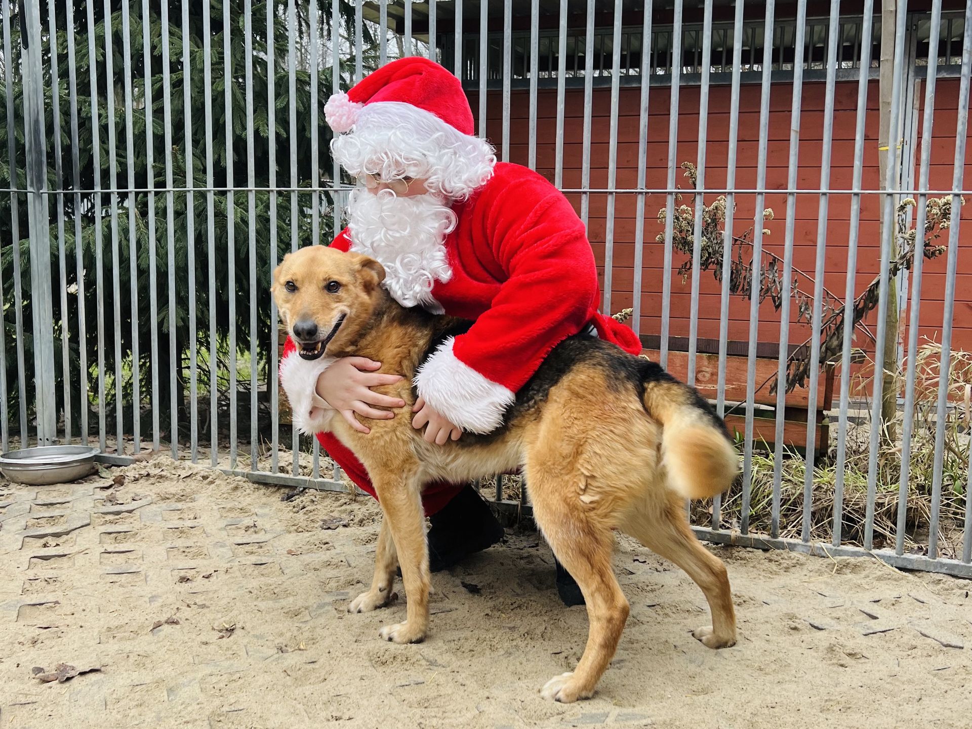 Podopieczni Schroniska w Celestynowie