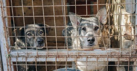 Warszawa. Wolontariusze ze Schroniska na Paluchu chcą wrócić do potrzebujących zwierząt