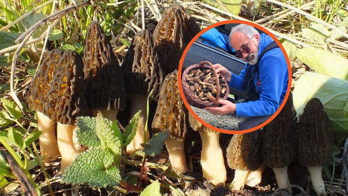 Smardze są w Polsce pod częściową ochroną