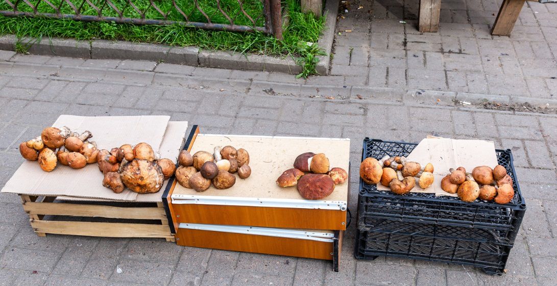 Trwa sezon grzybowy. Ile trzeba zapłacić za borowiki?