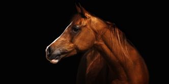 Inwestycje alternatywne sposobem na bessę?