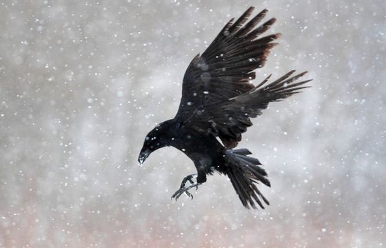 Powstanie remake film "Kruk". Zdjęcia ruszą na wiosnę