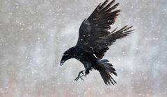 Powstanie remake film "Kruk". Zdjęcia ruszą na wiosnę