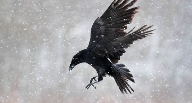 Powstanie remake film "Kruk". Zdjęcia ruszą na wiosnę