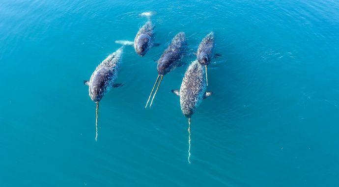 Daleka Północ odkryta na nowo