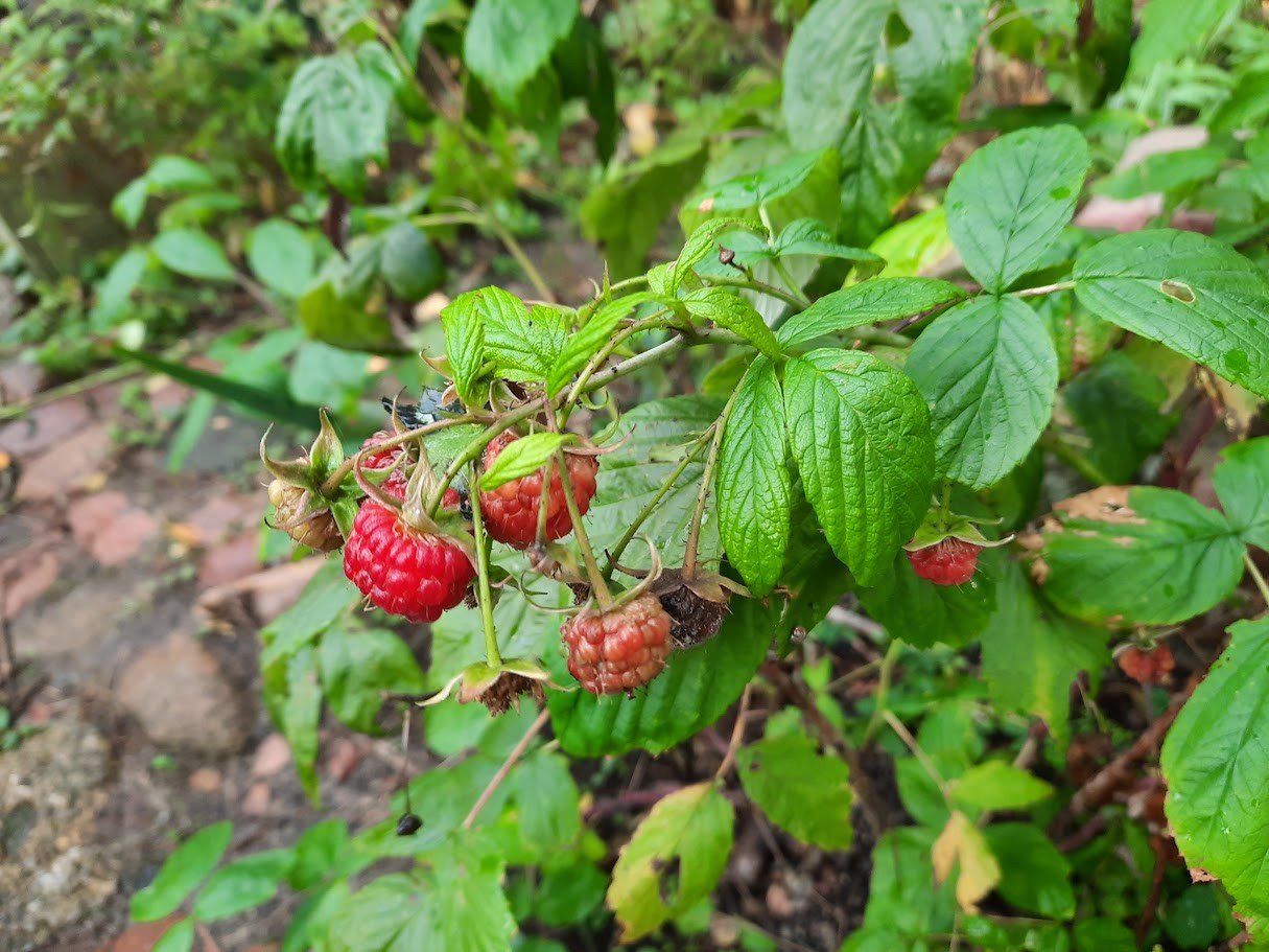 Owoce jagodowe - maliny, jagody, poziomki, jeżyny - to jedne z najpopularniejszych a zarazem najzdrowszych produktów pochodzenia roślinnego, jakie można jeść. Zawierają niezliczone ilości przeciwutleniaczy i flawonoidów, które przynoszą wiele korzyści zdrowotnych. Sprawdź na kolejnych slajdach naszej galerii, co się dzieje z organizmem, gdy jemy owoce jagodowe.