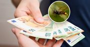 "Inwazja" groźnego owada z Azji. Niemcy wypłacą 2 tys. euro nagrody