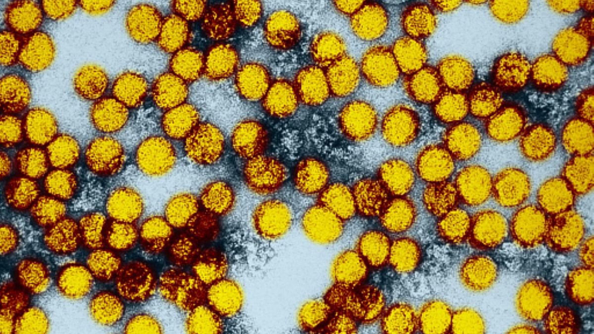 Wirus żółtej febry pod mikroskopem 