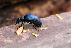 Oleica krówka. Niemcy walczą z plagą, Lasy Państwowe przestrzegają