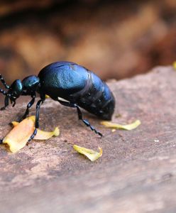 Oleica krówka. Niemcy walczą z plagą, Lasy Państwowe przestrzegają
