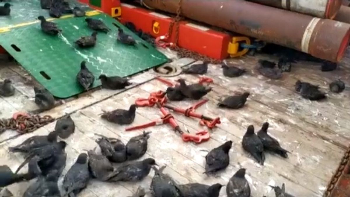 Setki ptaków uwięzione na statku towarowym. Trafiły tam przez pomyłkę
