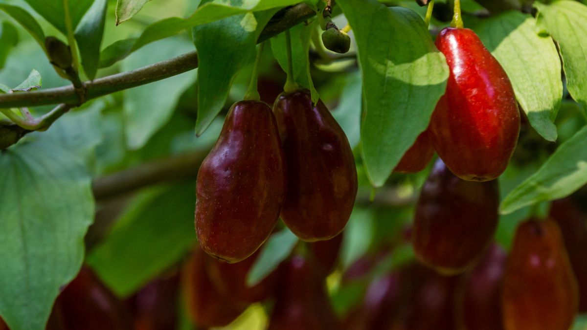 Jakie właściwości ma dereń?