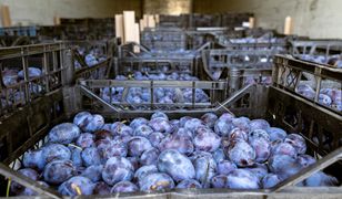Rolnicy tracą tysiące złotych. Policja bada sprawę