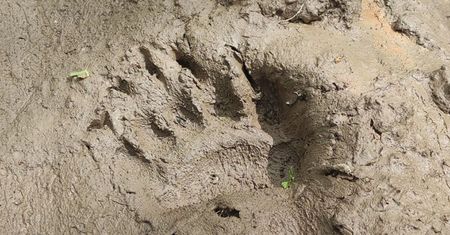 Zdjęcie z Bieszczadów. "Ktoś dziś kontroluje las"
