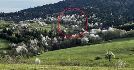 Zacznie się w sobotę. Bieszczady się zabielą