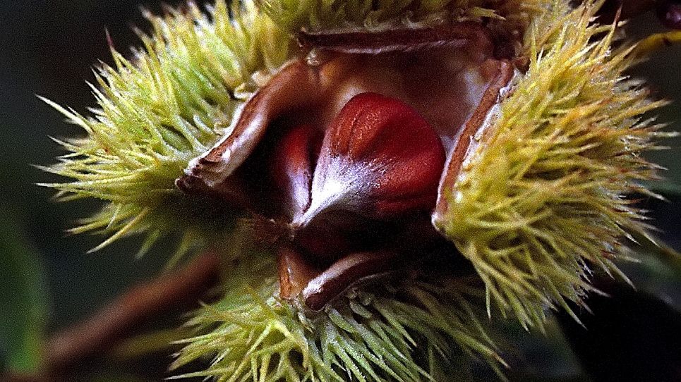 Surowe kasztany chińskie