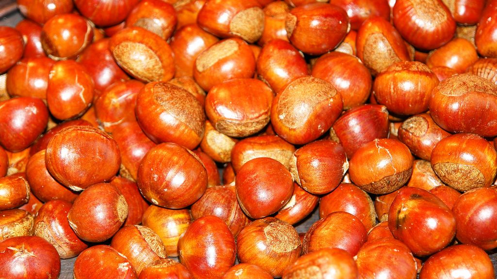 Suszone kasztany chińskie