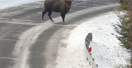 Wojskowa ciężarówka wjechała w stado żubrów. Dwa zwierzęta nie żyją