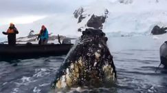 Bliskie spotkanie z ciekawskim wielorybem. Niezwykłe nagranie z Antarktydy