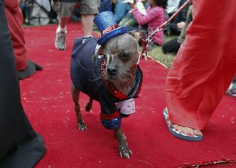 Najbrzydszy pies świata nazywa się Mugly