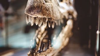 Zaskakujące odkrycie. Olbrzymie dinozaury miały słaby zgryz