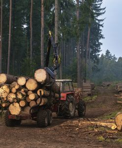 Ceny drewna ostro w górę. "Konieczna pilna zmiana zasad"
