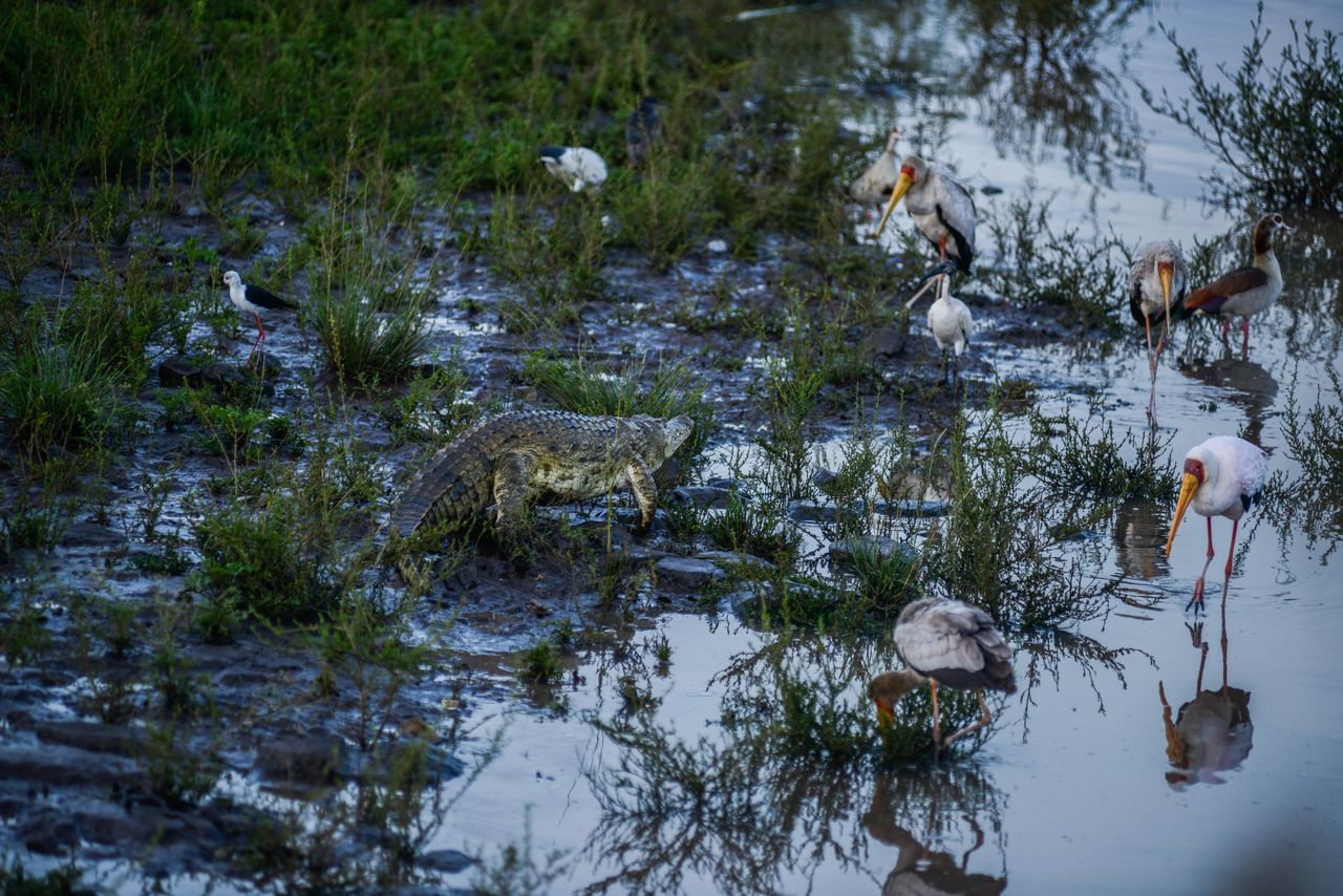 NAIROBI, KENYA - DECEMBER 04: Yellow-billed storks and crocodile are seen on the wetland of the Nairobi National Park, the only wildlife area located near a city around the world, in Nairobi, Kenya on December 04, 2024. Located just outside Kenya's capital Nairobi, Nairobi National Park is home to a wide variety of species, including lions, giraffes, zebras and rhinos. Due to the park's proximity to an urban regeneration area, giraffes can be seen in the same frame with city skyscrapers. (Photo by Gerald Anderson/Anadolu via Getty Images)