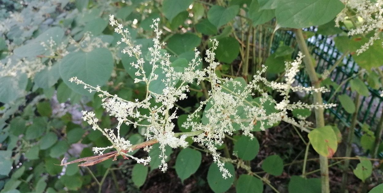 Nieświadomie łamiesz prawo? Za te rośliny możesz dostać surową karę