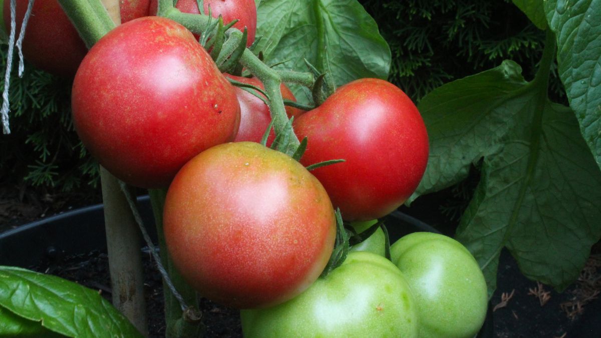 Czy pomidory mogą być trujące?